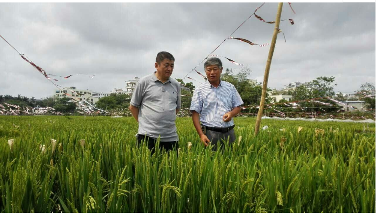 Rice Tech专家褚启人博士访问国家粳稻中心南繁基地